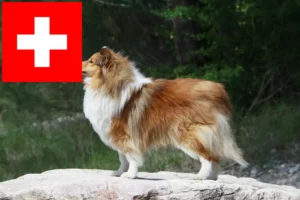 Lees meer over het artikel Sheltie fokkers en puppies in Zwitserland