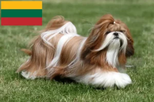 Lees meer over het artikel Shih Tzu fokkers en pups in Litouwen