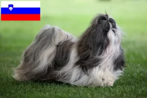 Lees meer over het artikel Shih Tzu fokkers en puppy’s in Slovenië