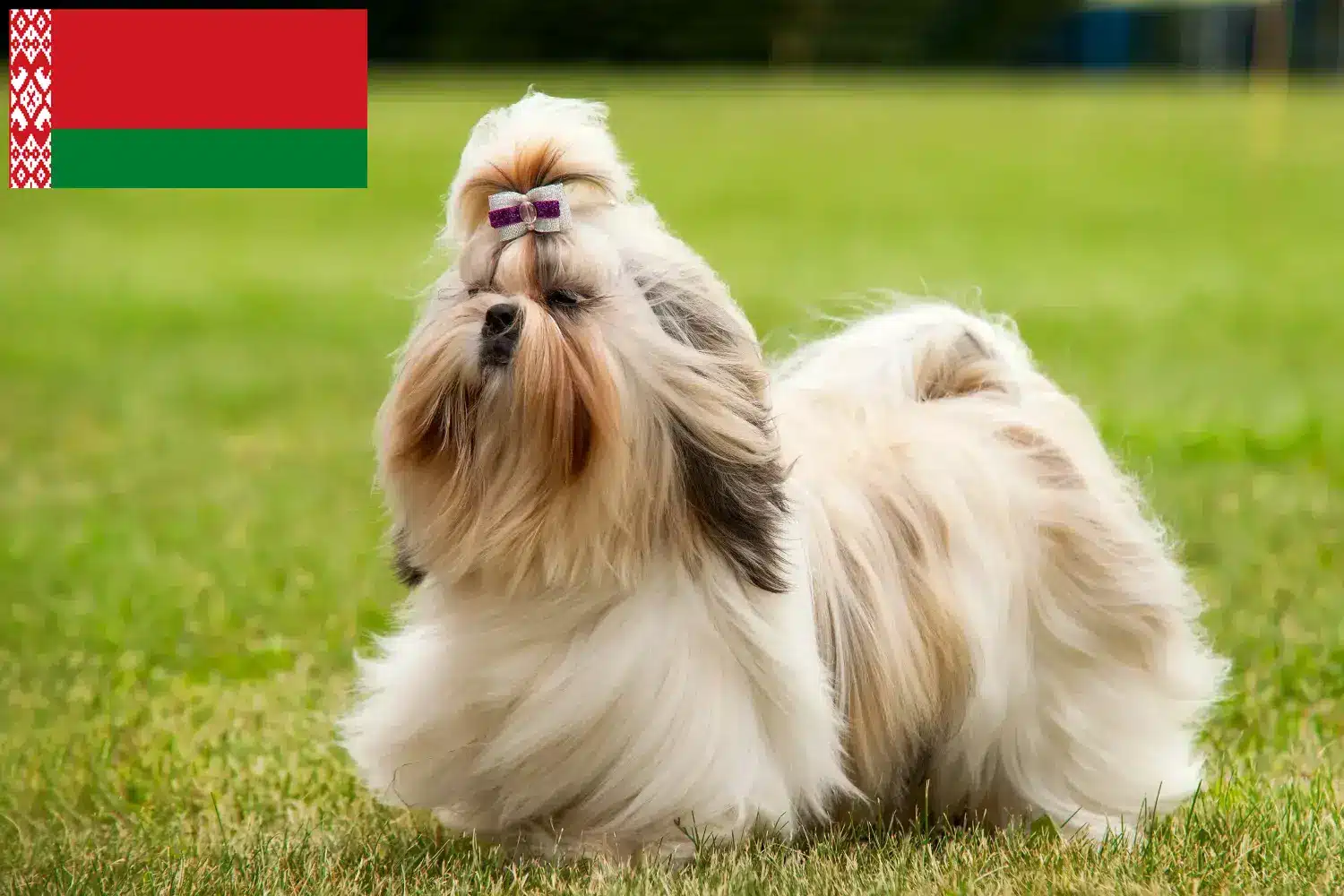 Lees meer over het artikel Shih Tzu fokkers en pups in Wit-Rusland