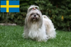 Lees meer over het artikel Shih Tzu fokkers en pups in Zweden