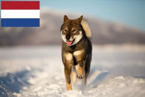 Lees meer over het artikel Shikoku fokkers en pups in Nederland