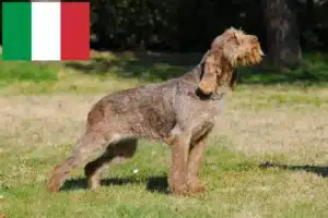 Lees meer over het artikel Spinone Italiano fokkers en pups in Italië