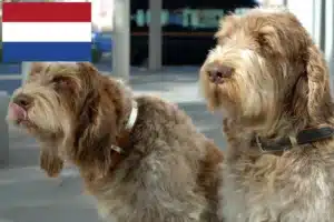 Lees meer over het artikel Spinone Italiano fokkers en pups in Nederland