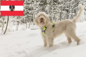 Lees meer over het artikel Spinone Italiano fokkers en pups in Oostenrijk