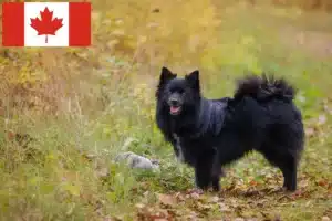 Lees meer over het artikel Spitz fokkers en pups in Canada