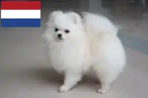 Lees meer over het artikel Spitz fokkers en pups in Nederland