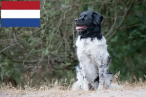 Lees meer over het artikel Stabij fokkers en pups in Nederland