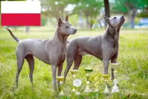 Lees meer over het artikel Thai Ridgeback fokkers en pups in Polen