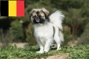 Lees meer over het artikel Tibetaanse Spaniël fokkers en pups in België