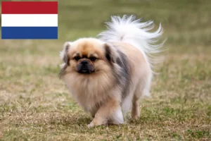 Lees meer over het artikel Tibetaanse Spaniël fokkers en pups in Nederland