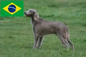 Lees meer over het artikel Weimaraner fokkers en pups in Brazilië