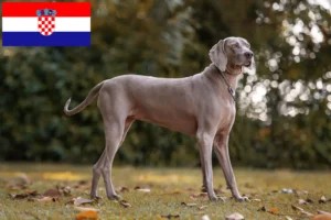 Lees meer over het artikel Weimaraner fokkers en pups in Kroatië