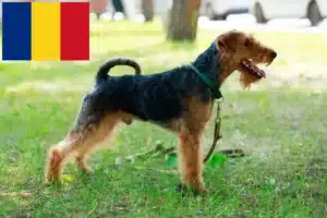 Lees meer over het artikel Welsh Terrier fokkers en puppies in Roemenië