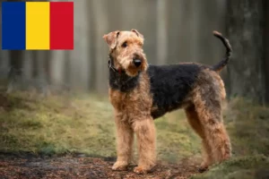 Lees meer over het artikel Airedale Terrier fokkers en pups in Roemenië