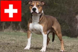 Lees meer over het artikel American Staffordshire Terrier fokkers en pups in Zwitserland