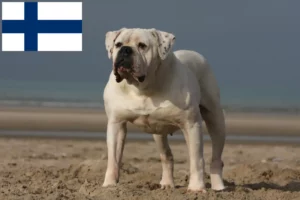 Lees meer over het artikel Amerikaanse Bulldog fokkers en pups in Finland