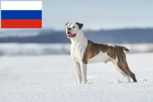 Lees meer over het artikel Amerikaanse Bulldog fokkers en puppies in Rusland