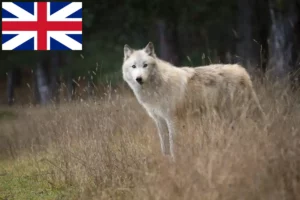 Lees meer over het artikel Amerikaanse Wolfshond fokkers en pups in Groot-Brittannië