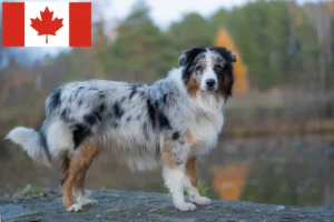 Lees meer over het artikel Australian Shepherd fokkers en puppy’s in Canada