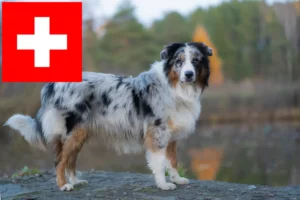 Lees meer over het artikel Australian Shepherd fokkers en pups in Zwitserland