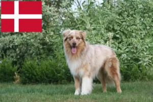 Lees meer over het artikel Australian Shepherd fokkers en pups in Denemarken