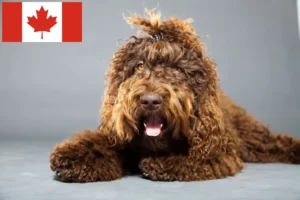 Lees meer over het artikel Barbet fokkers en pups in Canada