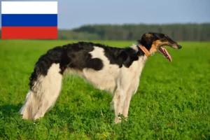 Lees meer over het artikel Barsoi fokkers en puppies in Rusland