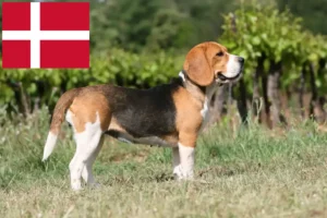 Lees meer over het artikel Beagle fokkers en puppy’s in Denemarken