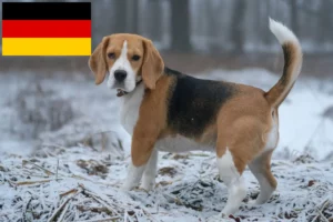 Lees meer over het artikel Beagle fokkers en puppy’s in Duitsland