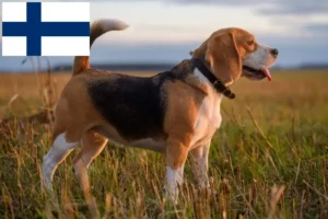 Lees meer over het artikel Beagle fokkers en puppy’s in Finland