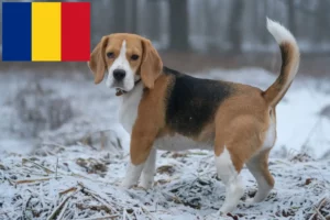 Lees meer over het artikel Beagle fokkers en puppy’s in Roemenië