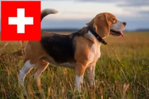 Lees meer over het artikel Beagle fokkers en puppy’s in Zwitserland