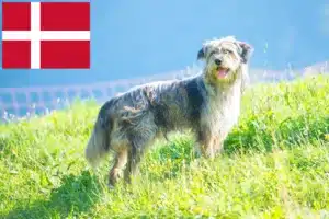 Lees meer over het artikel Bergamasker Herdershond Fokker en Puppies in Denemarken