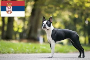 Lees meer over het artikel Boston Terrier fokkers en pups in Servië