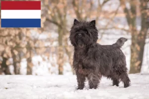 Lees meer over het artikel Cairn Terrier fokkers en puppies in Nederland