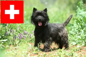 Lees meer over het artikel Cairn Terrier fokkers en pups in Zwitserland