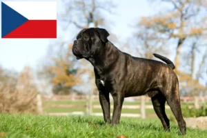 Lees meer over het artikel Cane Corso Italiano fokkers en pups in Tsjechië