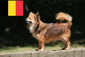 Lees meer over het artikel Chihuahua fokkers en puppies in België