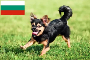 Lees meer over het artikel Chihuahua fokkers en puppies in Bulgarije