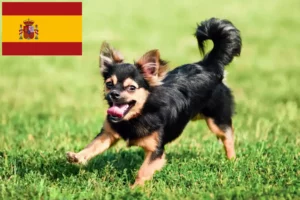 Lees meer over het artikel Chihuahua fokkers en puppies in Spanje