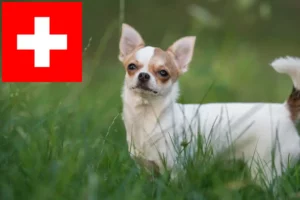 Lees meer over het artikel Chihuahua fokkers en pups in Zwitserland