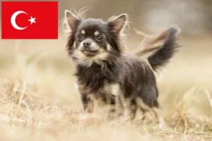 Lees meer over het artikel Chihuahua fokkers en puppies in Turkije