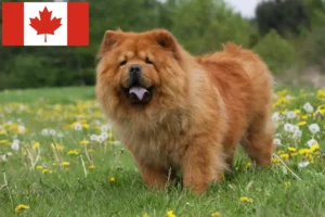 Lees meer over het artikel Chow Chow fokkers en puppy’s in Canada