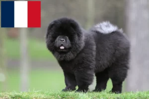 Lees meer over het artikel Chow-Chow fokkers en puppies in Frankrijk