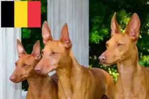 Lees meer over het artikel Cirneco dell’ Etna fokkers en pups in België