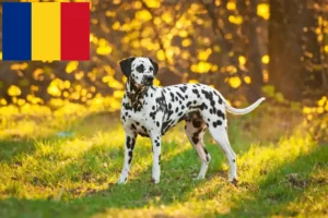 Lees meer over het artikel Dalmatiër fokkers en puppy’s in Roemenië