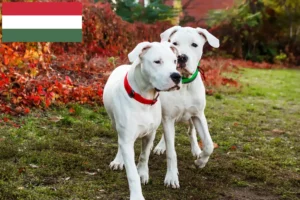 Lees meer over het artikel Dogo Argentino fokkers en pups in Hongarije