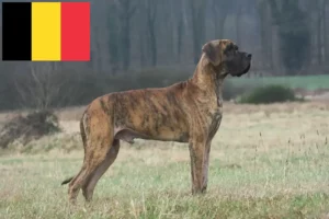 Lees meer over het artikel Duitse Dog fokkers en pups in België