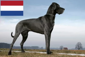 Lees meer over het artikel Duitse Doggen fokkers en pups in Nederland